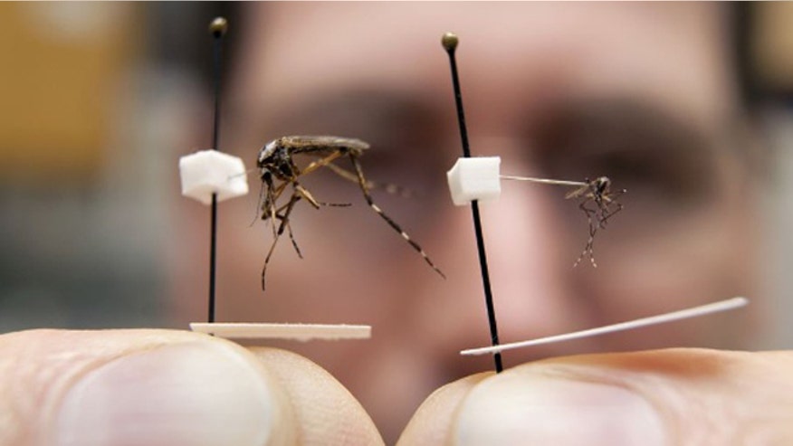galliniper mosquito.jpg